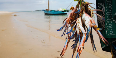 mozambique-benguerra-lodge-caught-crabs-hanging-on-post-picture-idsb10067115c-001@2x